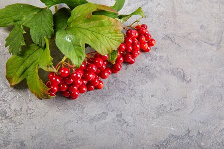 Branch viburnum with green leaves on concrete surface. Red berry grey background.の写真素材
