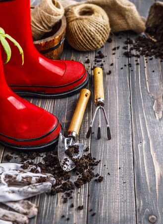 Garden red boot with seedlings tomato ground in pot glove and tools on old wooden board rustic style.の写真素材