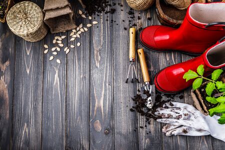 Gardening tools with soil red boots and seedlings tomato on wooden board in rustic style.の写真素材