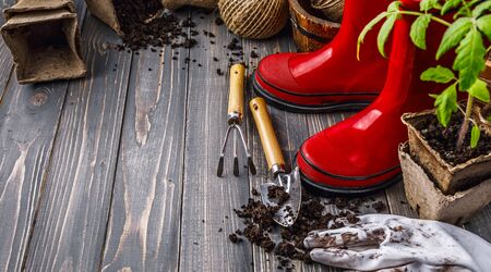 Gardening tools with soil red boots and seedlings tomato on wooden board in rustic styleの写真素材
