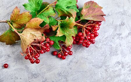 Branch viburnum with green leaves on concrete surface.の写真素材