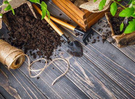 Seedlings tomato in pot with garden tools ground spade and rake on old wooden board.の写真素材