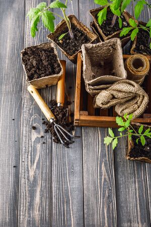 Seedlings tomato in pot with garden tools ground spade and rake on old wooden board.の写真素材