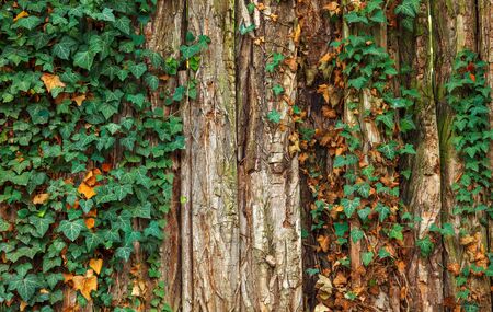 Autumnal with on rind tree gardenの写真素材