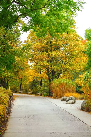 Autumn park with yellow trees and paved walkway picturesque landscape in deserted.の写真素材