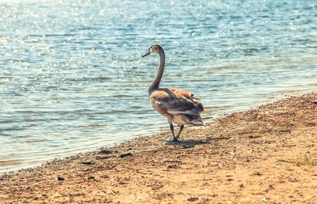 Wild goose alone on the river shoreの写真素材