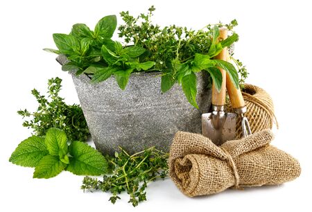 Spicy herbs in basket. Gardening farming. Still life with fresh spice mint oregano and thyme. Isolated on white background.の写真素材