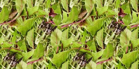 Seamless pattern background. Leaf mix lettuce. Vegetable still life. Healthy eating.の写真素材