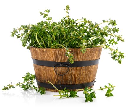 Bunch thyme with flowers. Fresh spicy herb. Gardening farming, isolated on white background.の写真素材