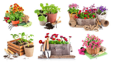 Set of Bouquet flowers in pot with garden tools. Isolated on white background.の写真素材