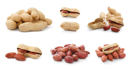 Set of peanut fruits dried legume isolated on white backgroundの写真素材