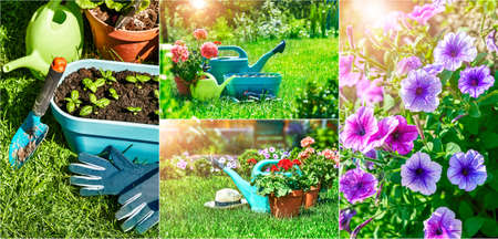 Collage mix set of Home gardening and flower-growing still-life of flower in pot with watering can garden tools on green grass.の写真素材