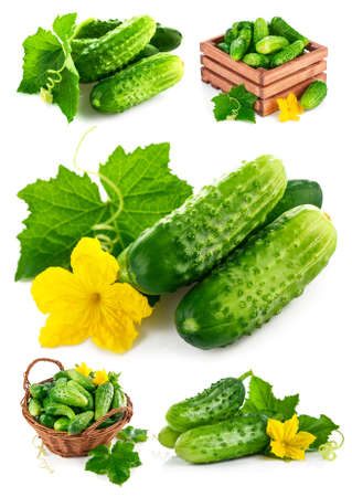 Collage mix set of Fresh cucumber in wooden box with green leaf and flower. Isolated on white backgroundの写真素材