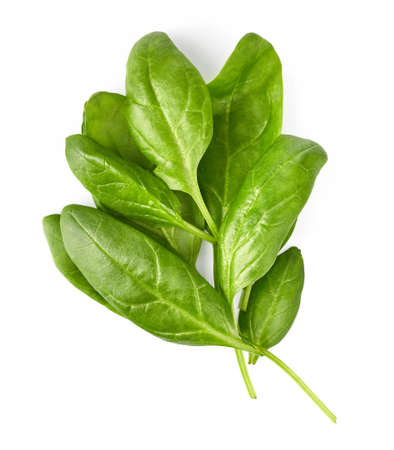Spinach bunch of fresh green leaf. Healthy eating natural organic vegetable. Greens with bed, isolated on white background.の写真素材