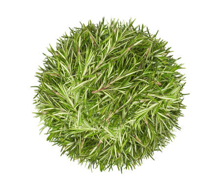 Bunch fresh rosemary top view. Gardening farming fragrant herb spice, isolated on white background.の写真素材