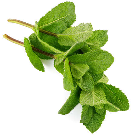 Fresh leaf mint green herbs, isolated on white background.の写真素材