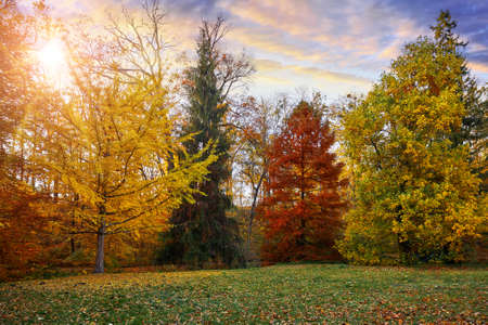 Sunset landscape with glade in autumn forest with yellow and red leaves on trees and picturesque evening sky.の写真素材