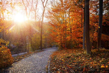 Autumn forest with yellow leaves on trees and paved stones walkway with in the fall park. Scenic autumn landscape.の写真素材