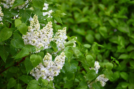 Bush lilac with white flowers on branch with green leaves. Springtime background with fresh greenery of plants.の写真素材