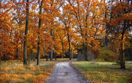 Autumn forest with yellow leaves on trees and paved stones walkway with in the fall park. Scenic autumn landscape.の写真素材