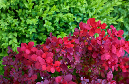Bush barberry with red eaves and boxwood bush with green leaves. Floral background.の写真素材