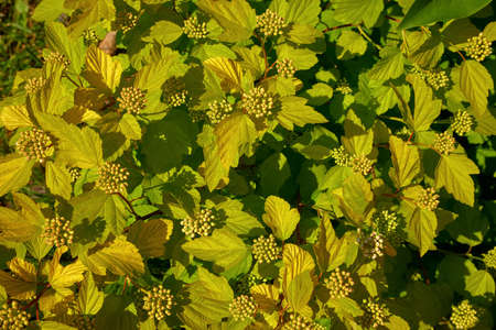 Bush Physocarpus. Green and yellow leaves and flowers under sunshine. Natural floral background.の写真素材