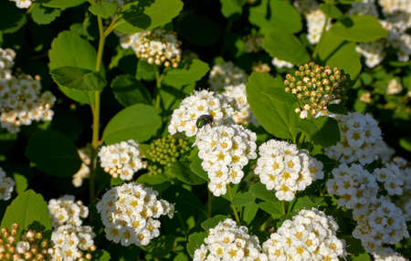 Landscape design elements. Green flowerbed with plants and flower with green leaves. Sunny day.の写真素材