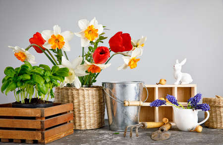 Gardening farming. Seedlings basil and onion with bunch spring flower in bucket with garden tool at gray background and wooden table.の写真素材