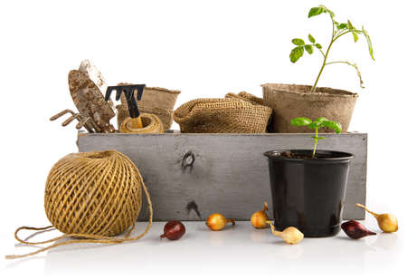Gardening farming. Garden tools with seedlings onion and basil in wooden box with shovels and rake. Isolated on white background.の写真素材