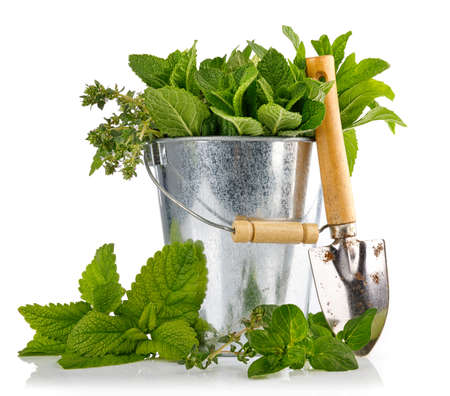 Spicy herbs in basket. Gardening farming. Still life with fresh spice mint oregano and thyme. Isolated on white background.の写真素材