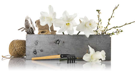 Spring flowers in pot and garden tools. Gardening floriculture farming. Still life with yellow lent lily, isolated on white background.の写真素材