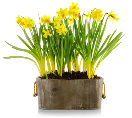 Spring flowers in pot. Gardening floriculture farming. Still life with yellow lent lily, isolated on white background.の写真素材