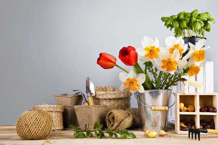 Gardening farming. Seedlings basil and onion with bunch spring flower in bucket with garden tool at gray background and wooden table.の写真素材
