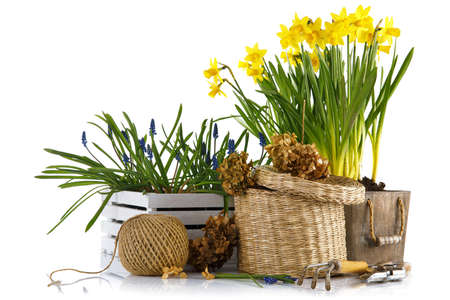 Spring flowers in pot and garden tools. Gardening floriculture farming. Still life with yellow lent lily, isolated on white background.の写真素材