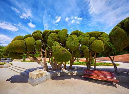 Madrid, Spain. The Buen Retiro Park. Botanical garden, park with trees and bushes, landscape design. Green tree and decorative bush. Blue sky with clouds. Sunny day.の写真素材