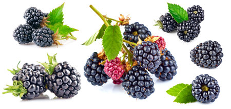 Collage mix set of fresh berry blackberry with green leaf isolated on white backgroundの写真素材