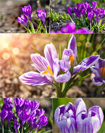Collage mix set of Crocus spring flowers in garden. Sunny time springtime day with sunshine light. Close-up. Shallow depth of field.の写真素材