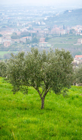 Olive tree at knoll. View at town Verona Italy. Picturesque landscape.の写真素材