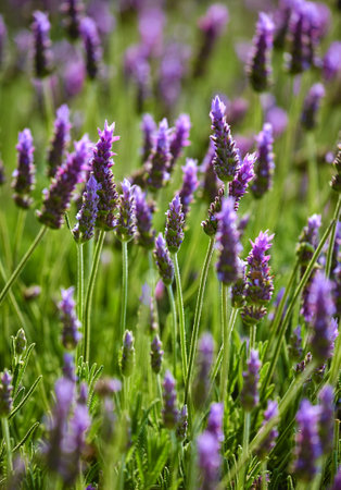 Flowers lavender at Lavender Field. Shallow depth of fieldの写真素材