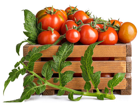 Harvest tomatoes in wooden box with green leaves. Vegetable still-life Isolated on white background.の写真素材