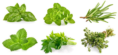Collage mix set of Fresh green basil leaves. Organic herb leaf. Isolated on white backgroundの写真素材
