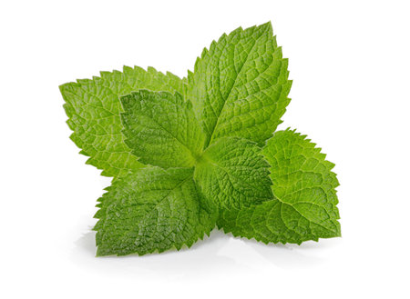 Green brandy mint leaves. Fresh aromatic herbs ingredient for mojito and refreshing cocktails or tea drink. Organic natural plant leaf. Isolated on white backgroundの写真素材