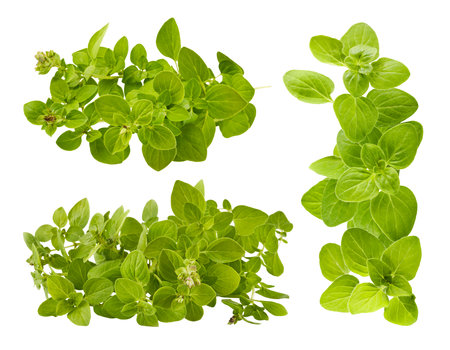 Branch of organic oregano spices herbs. Fresh spicy herb. Gardening farming, isolated. Green leaves food ingredient for cooking. Isolated on white background. Herbs cooking setの写真素材