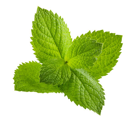 Leaves of fresh mint, green herbs, ingredient for mojito cocktail drink. Mint leaves cutout. Isolated on white background.の写真素材