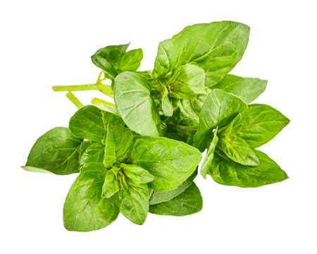 Oregano Herb green leaves bunch. Fresh organic oregano spicy herb for cooking. Gardening natural farming. Isolated on white background.の写真素材