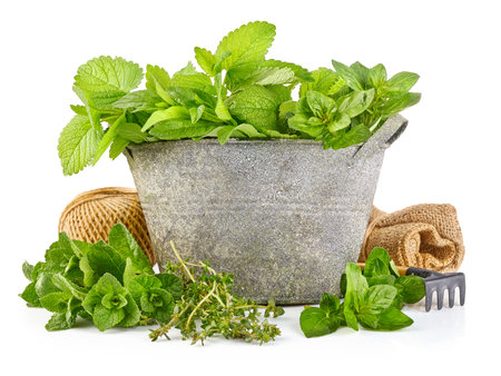 Fresh green herbs in iron bucket. Organic natural food growing tools. Isolated on white background. Basil and mint leaves harvest.の写真素材