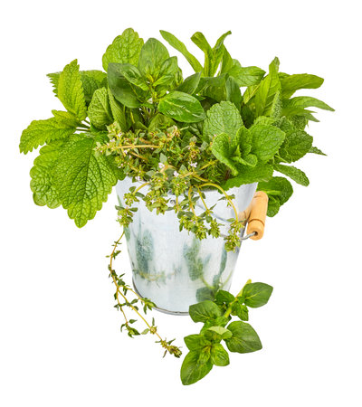 Fresh green herbs in iron bucket. Organic natural food growing. Isolated on white background. Basil and mint leaves harvest.の写真素材