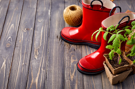 Red garden boots and tomato plant seedlings in the organic pots on wooden board in rustic style. Copyspace place for text. Top view.の写真素材