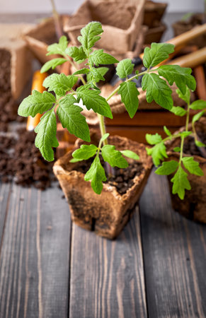 Seedlings tomato in the organic pot with garden tools on old rustic wooden board. Copyspace, place for text.の写真素材