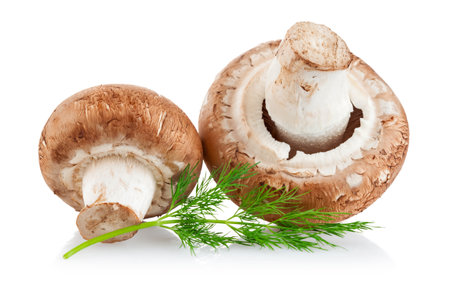 fresh mushroom champignon with twig dill isolated on white backgroundの写真素材